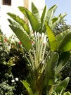 Jardín
