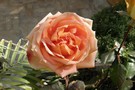 rose du jardin