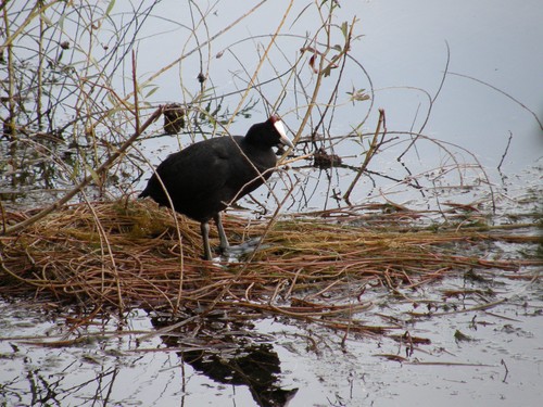 birdwatching in the region of Fez