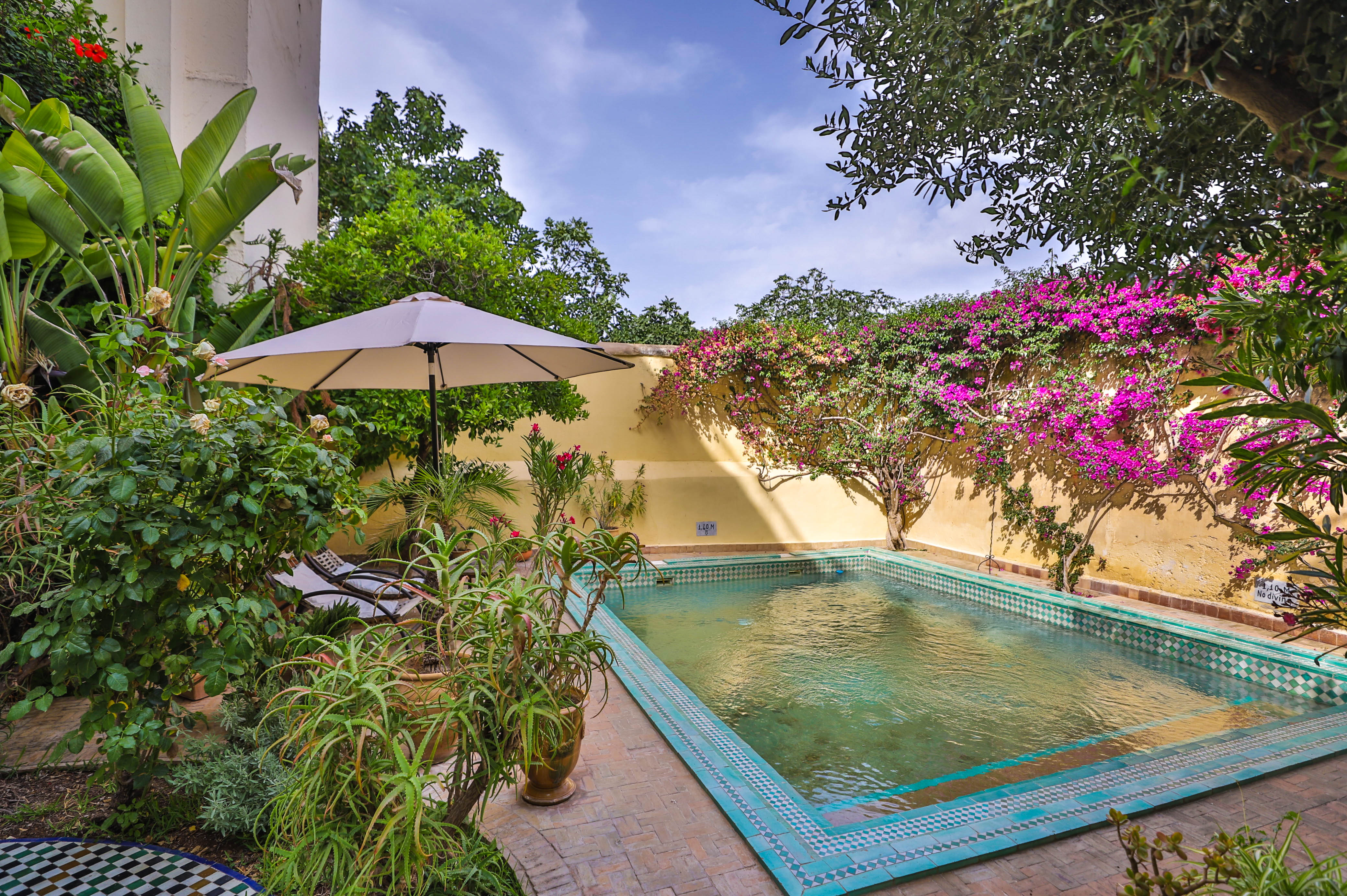 garden and pool